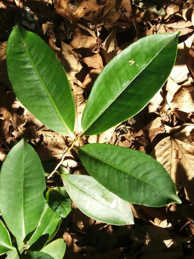 Palicourea crocea — houseplant care guide