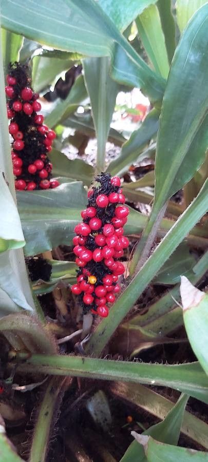 Palisota mannii — houseplant care guide