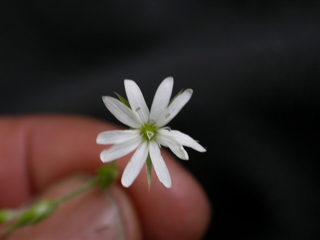 Stellaria patens other
