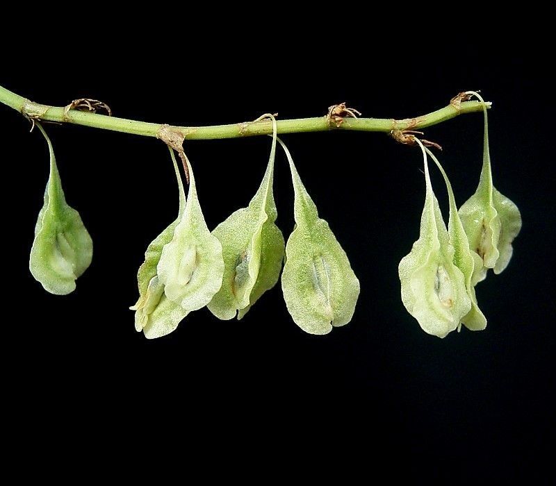 Fallopia baldschuanica fruit