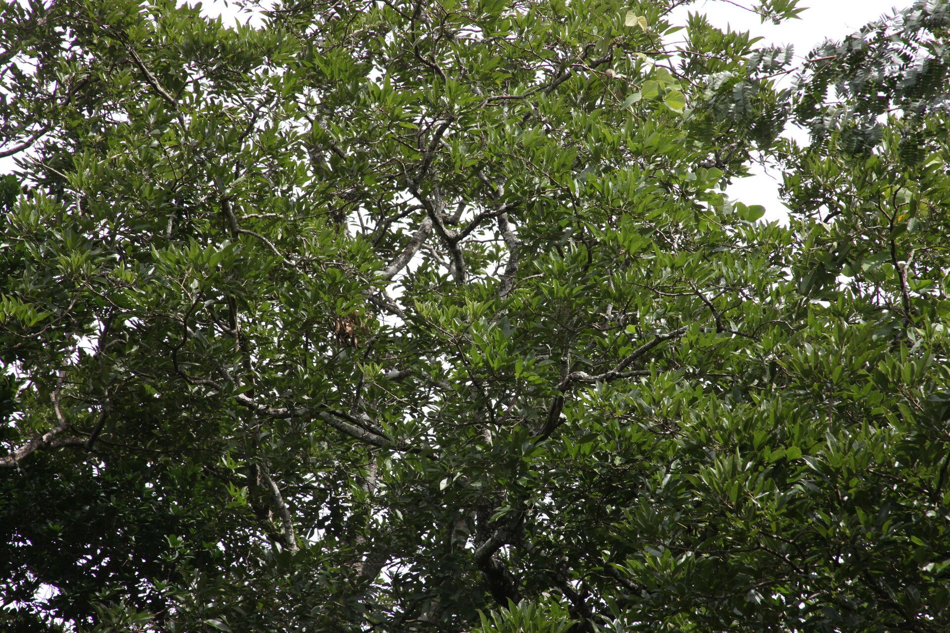 Erythrina excelsa habit
