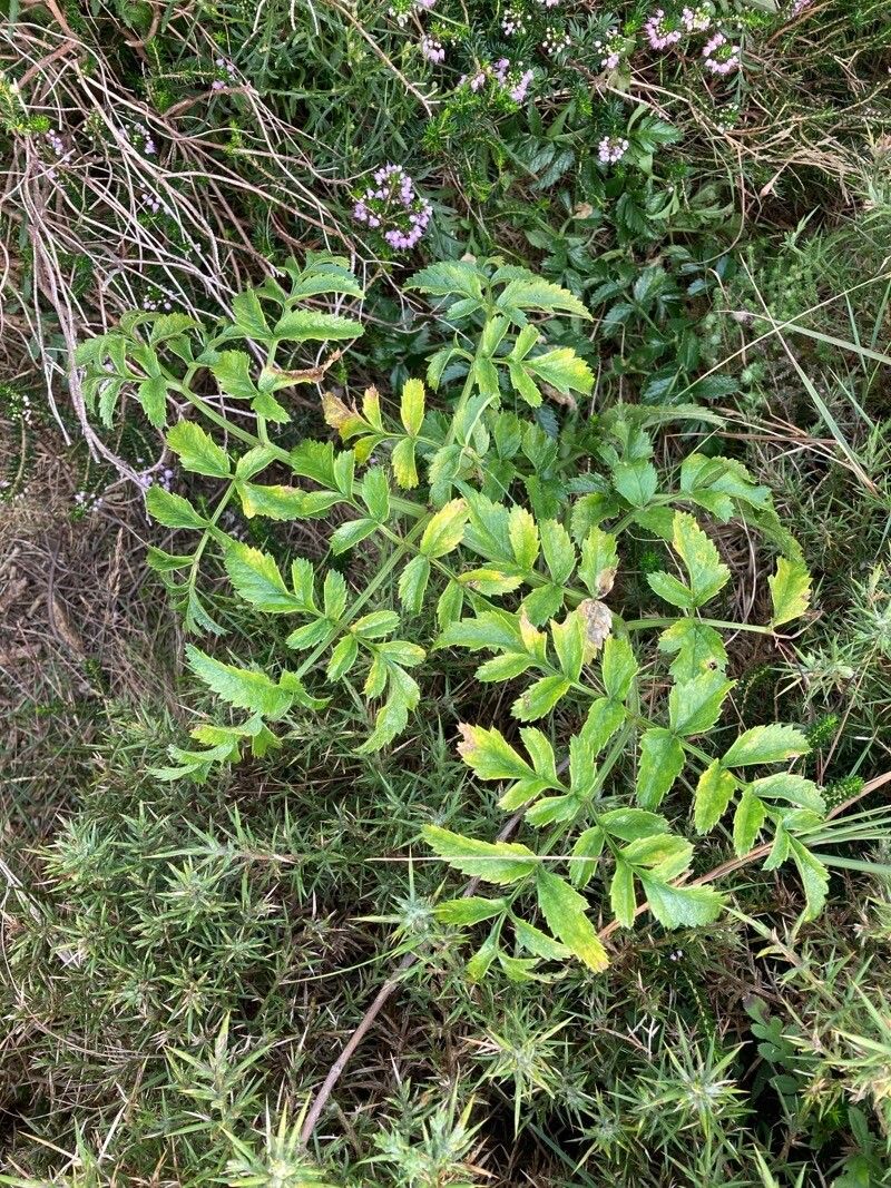 Angelica pachycarpa habit