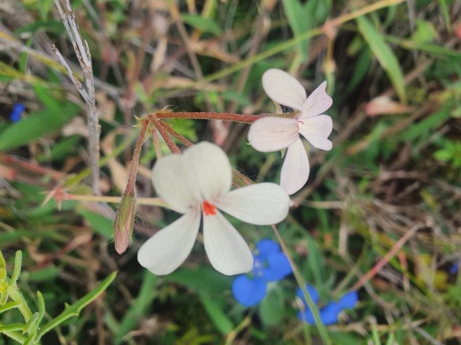 Pelargonium quinquelobatum flower