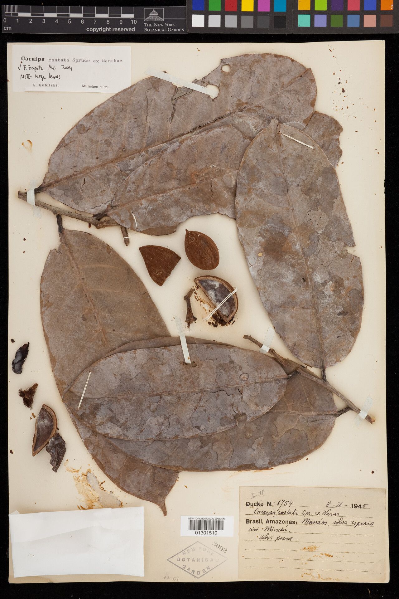 Caraipa costata fruit