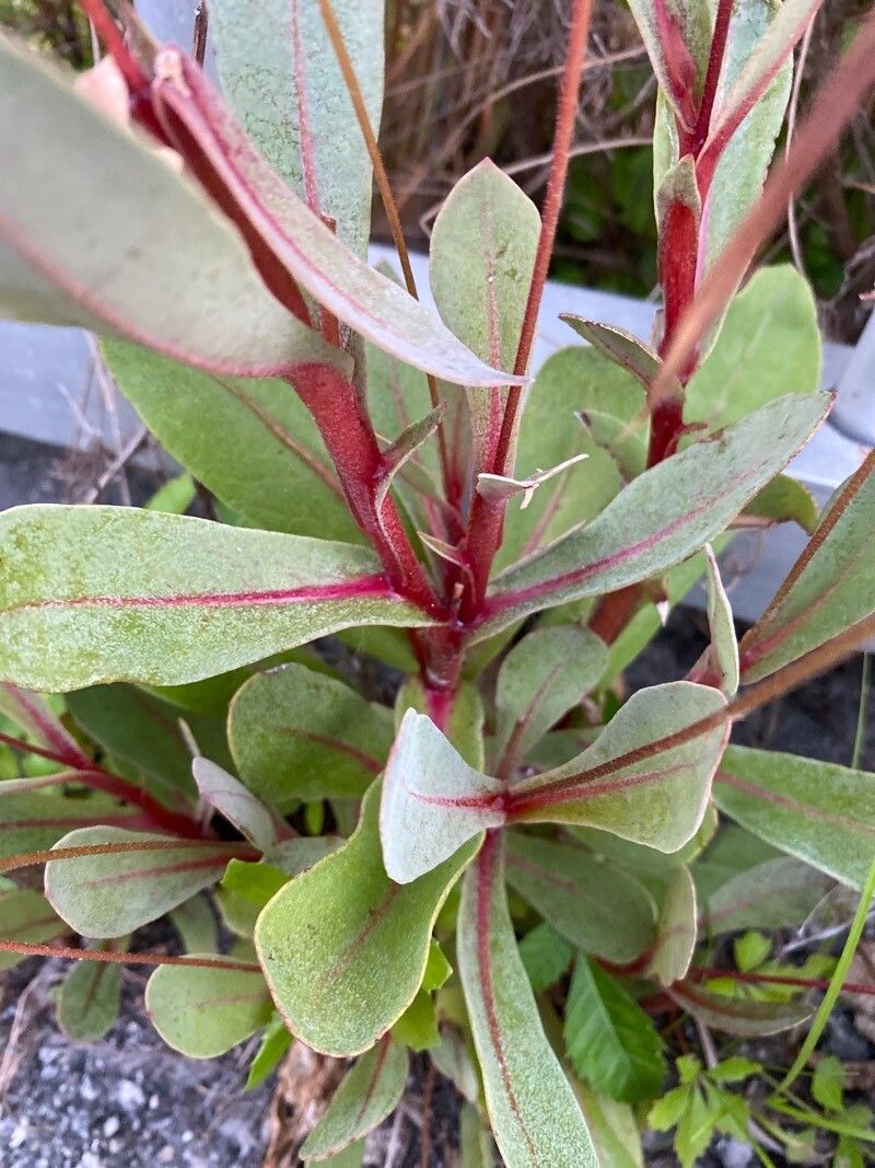 Samolus ebracteatus — related species from the same genus