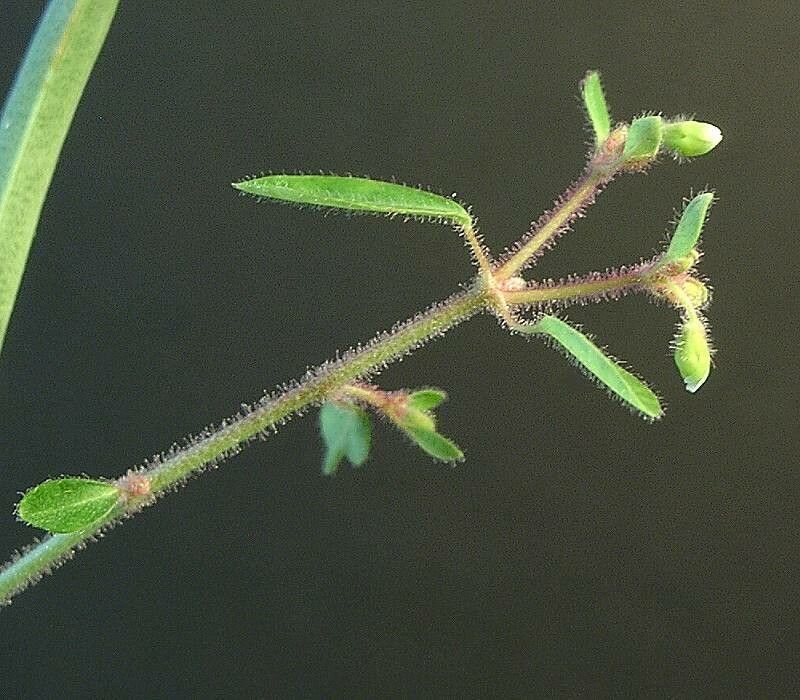 Euphorbia ephedromorpha — houseplant care guide