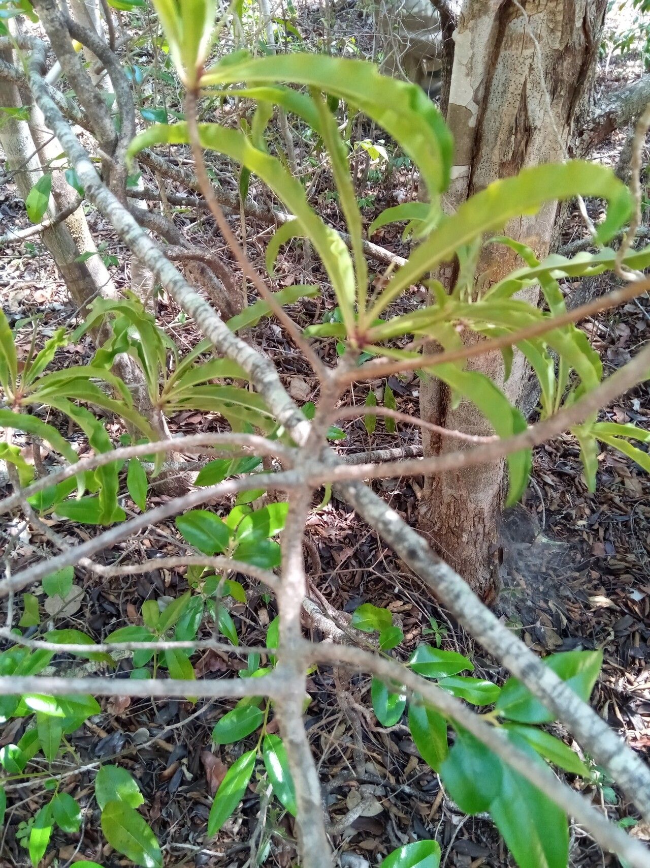 Ardisia didymopora habit
