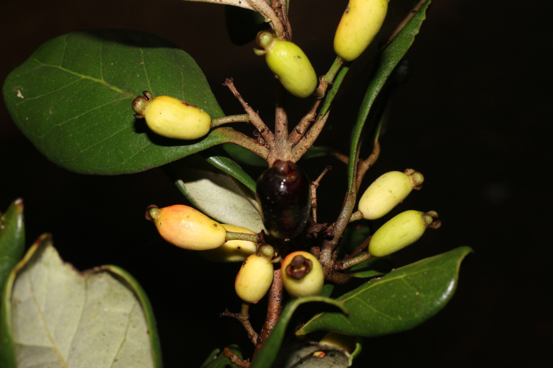 Eugenia hypargyrea fruit
