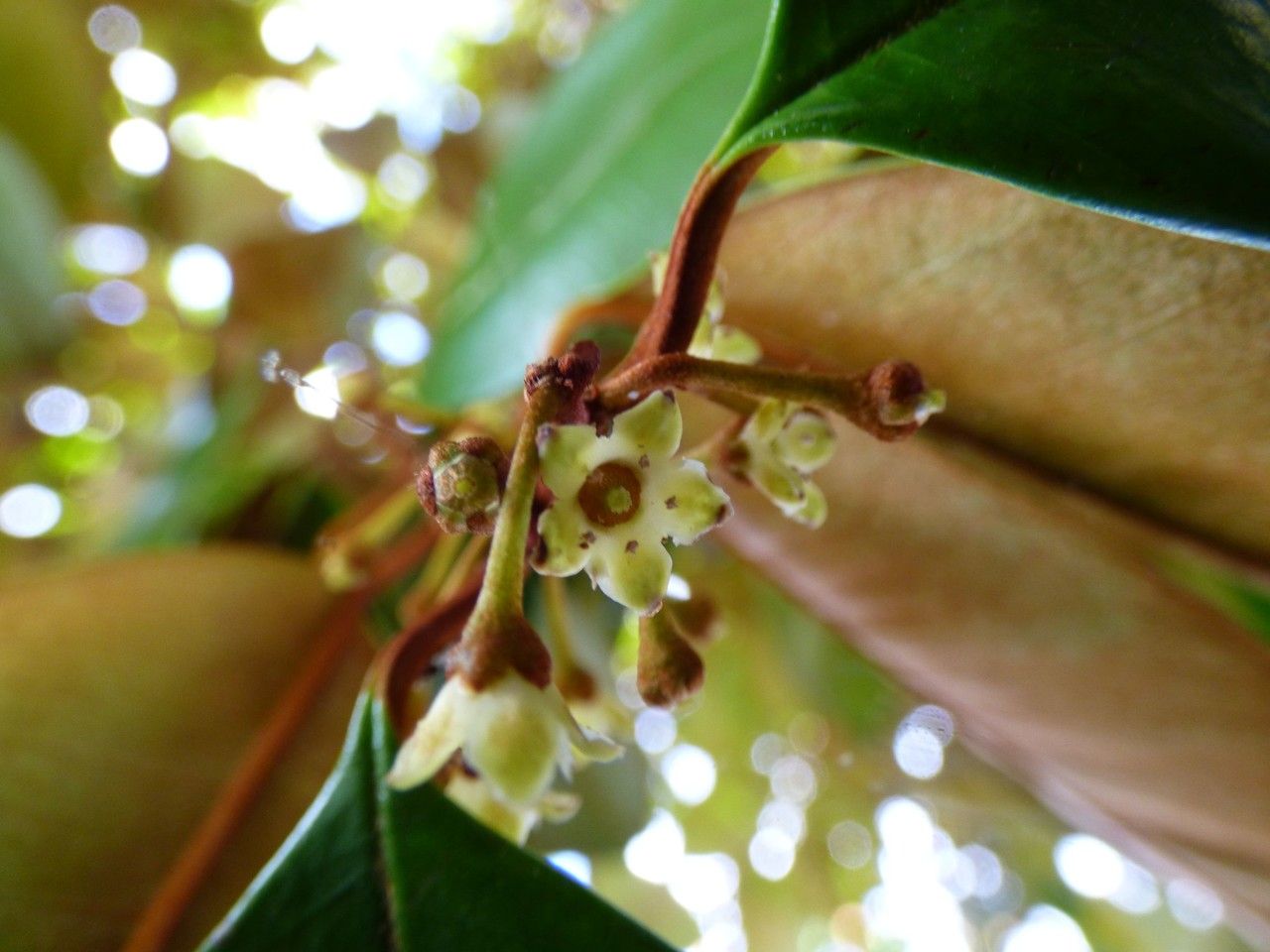 Chrysophyllum cainito flower