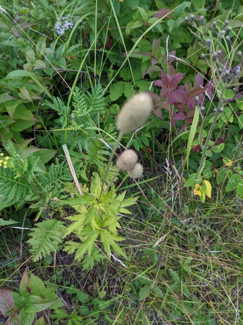 Anemone cylindrica leaf