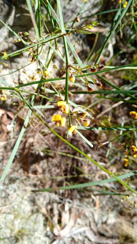 Daviesia wyattiana — houseplant care guide