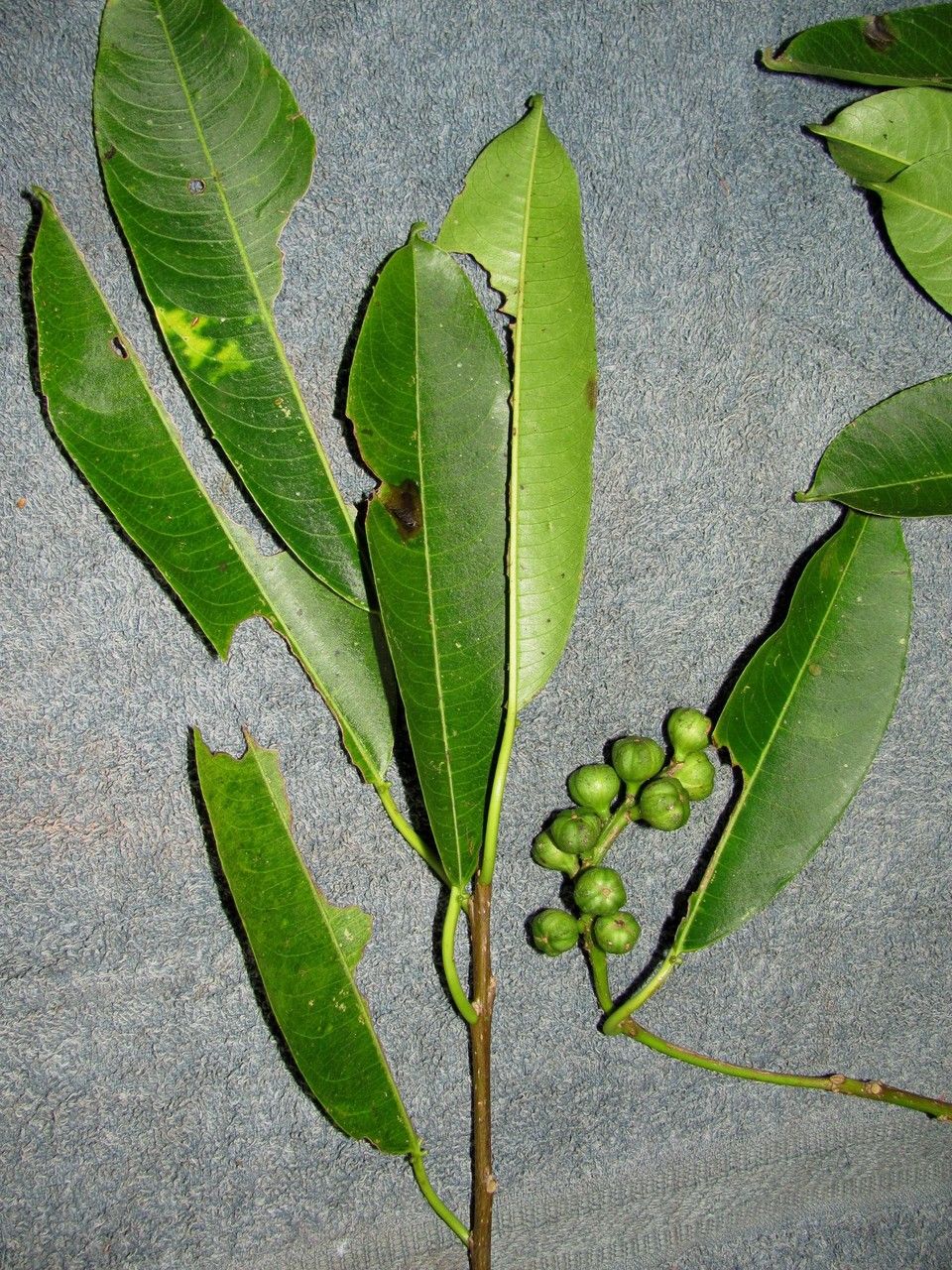 Sapium allenii other