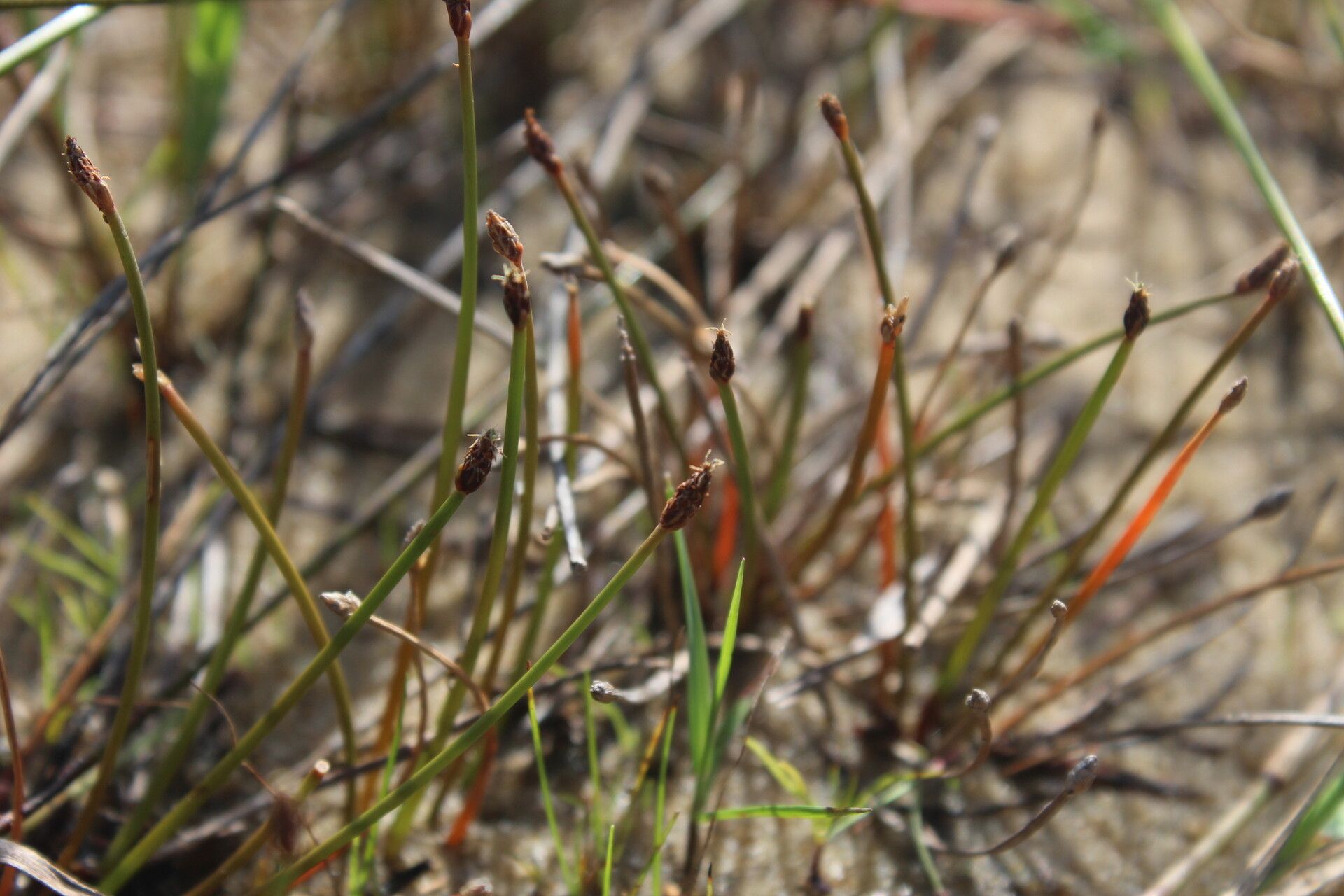 Eleocharis caduca habit