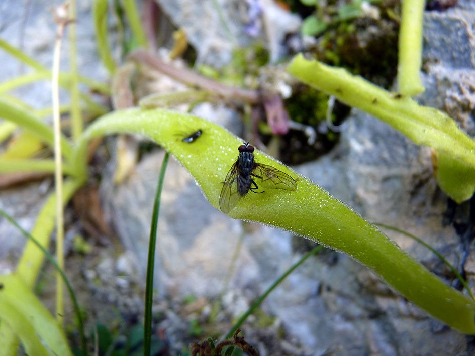 Pinguicula longifolia bark