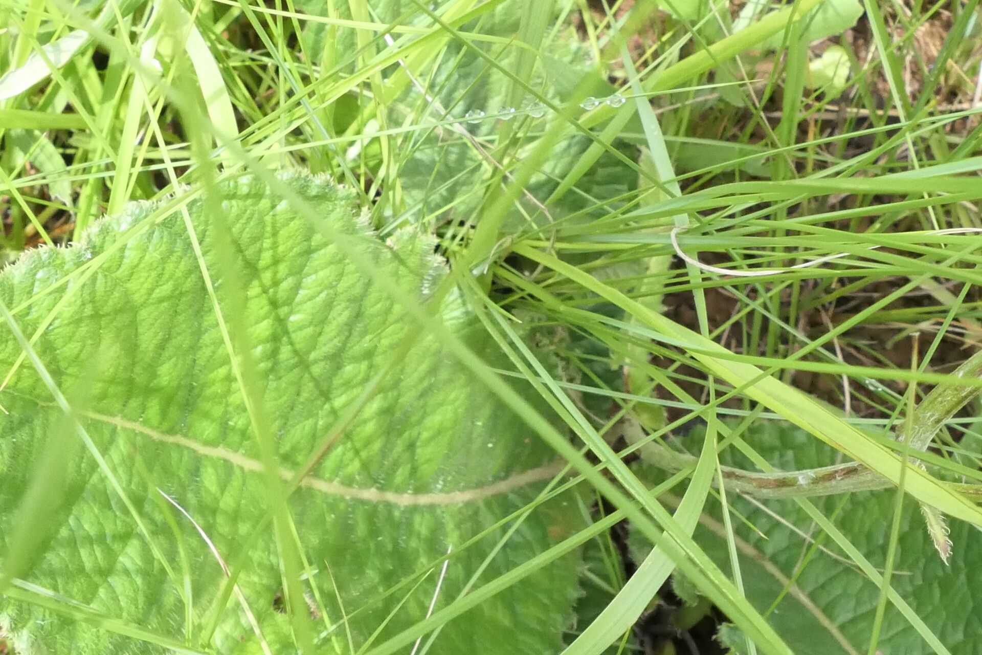 Berkheya setifera — houseplant care guide