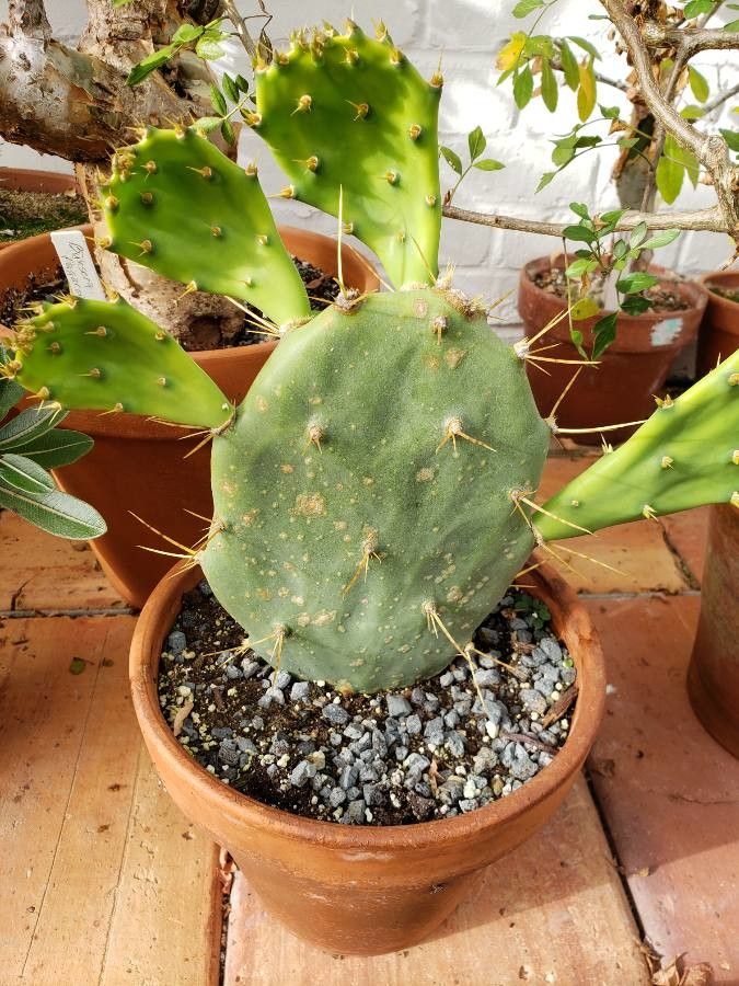 Opuntia tuna habit