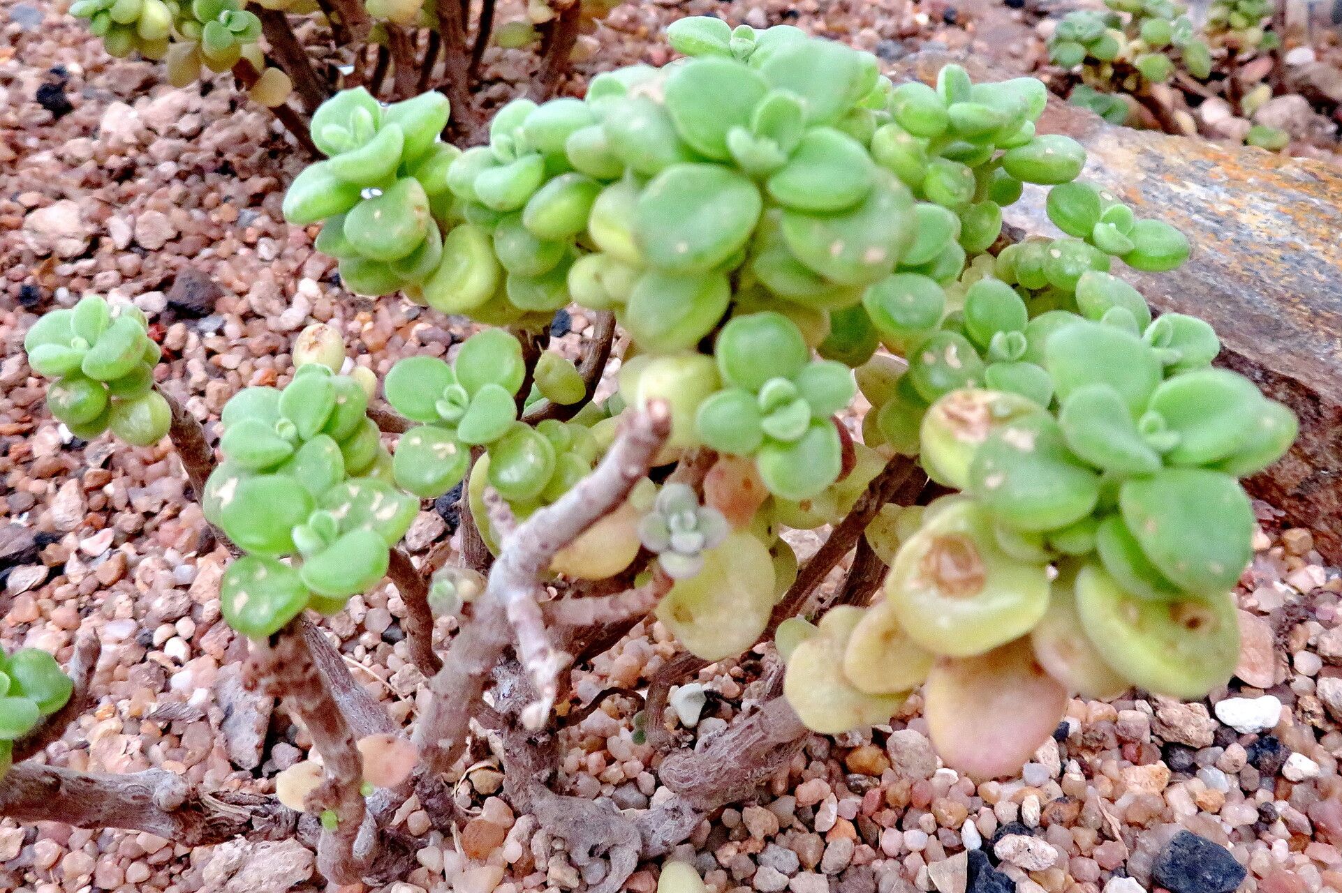 Coleus socotranus habit