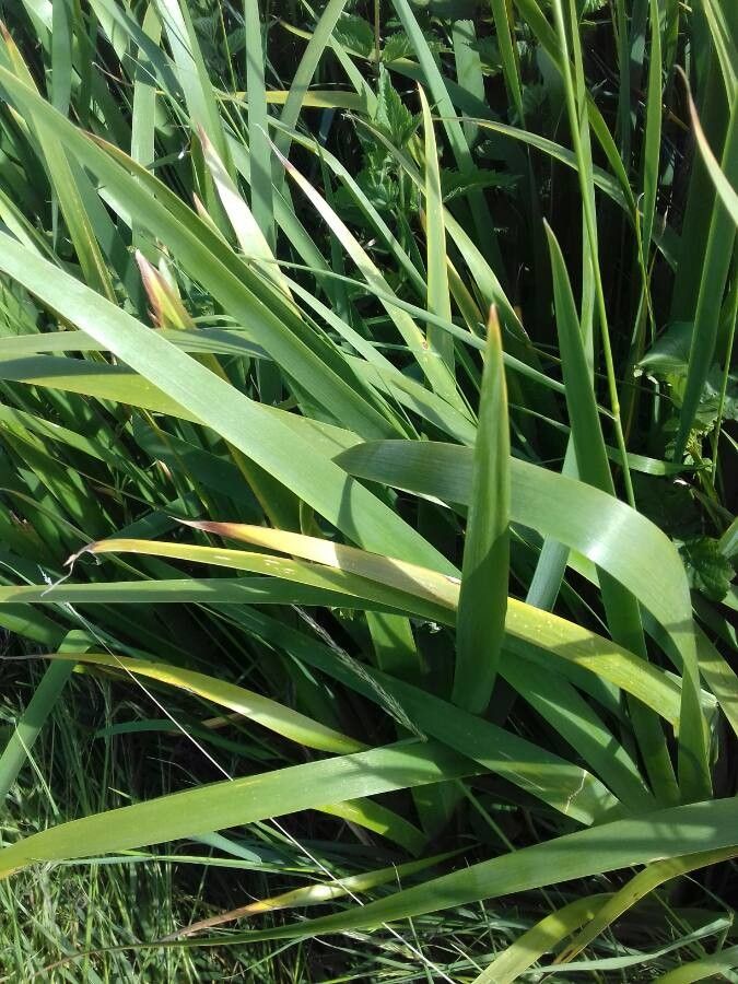 Iris orientalis leaf