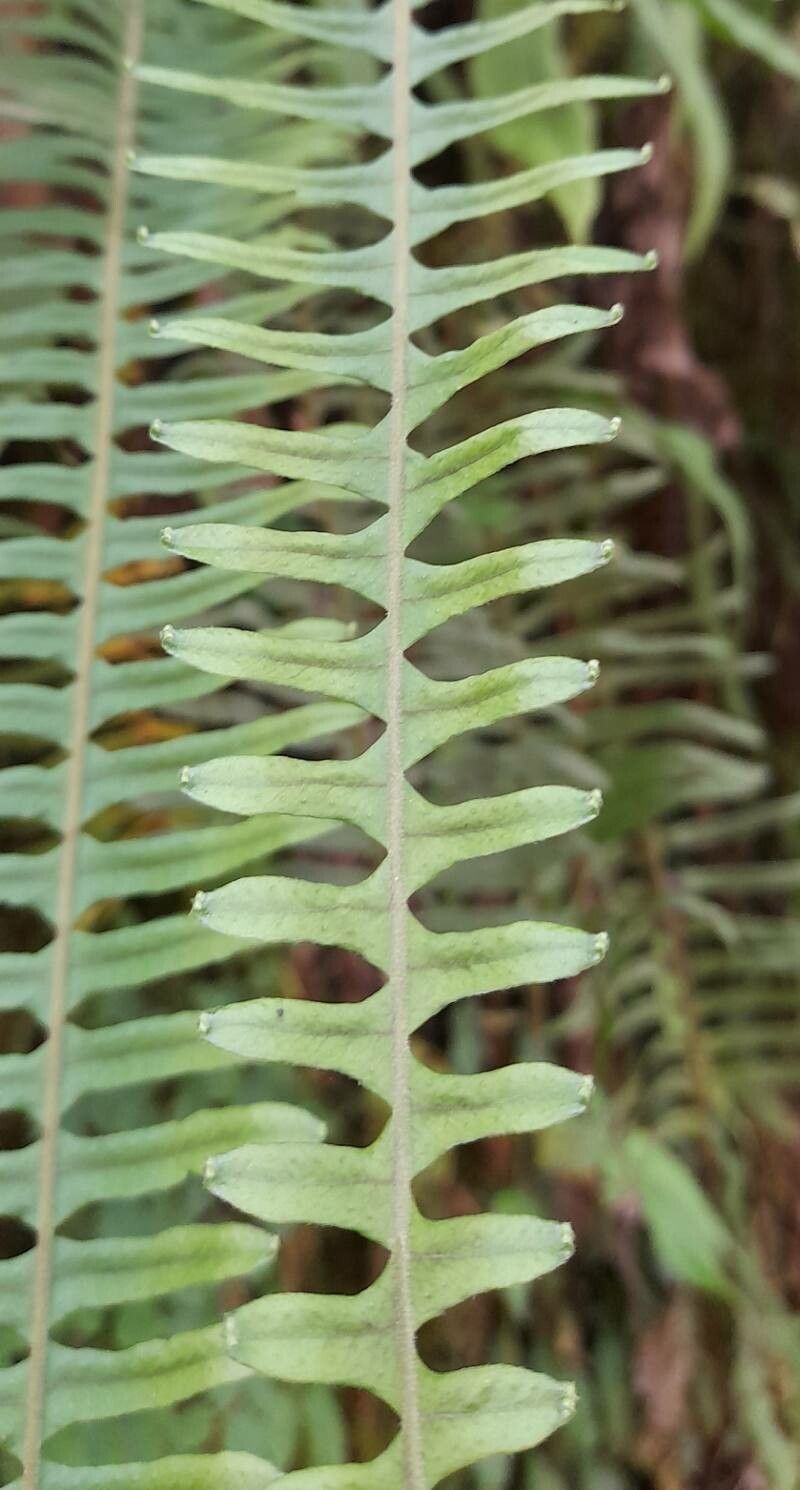 Pecluma barituensis — related species from the same genus