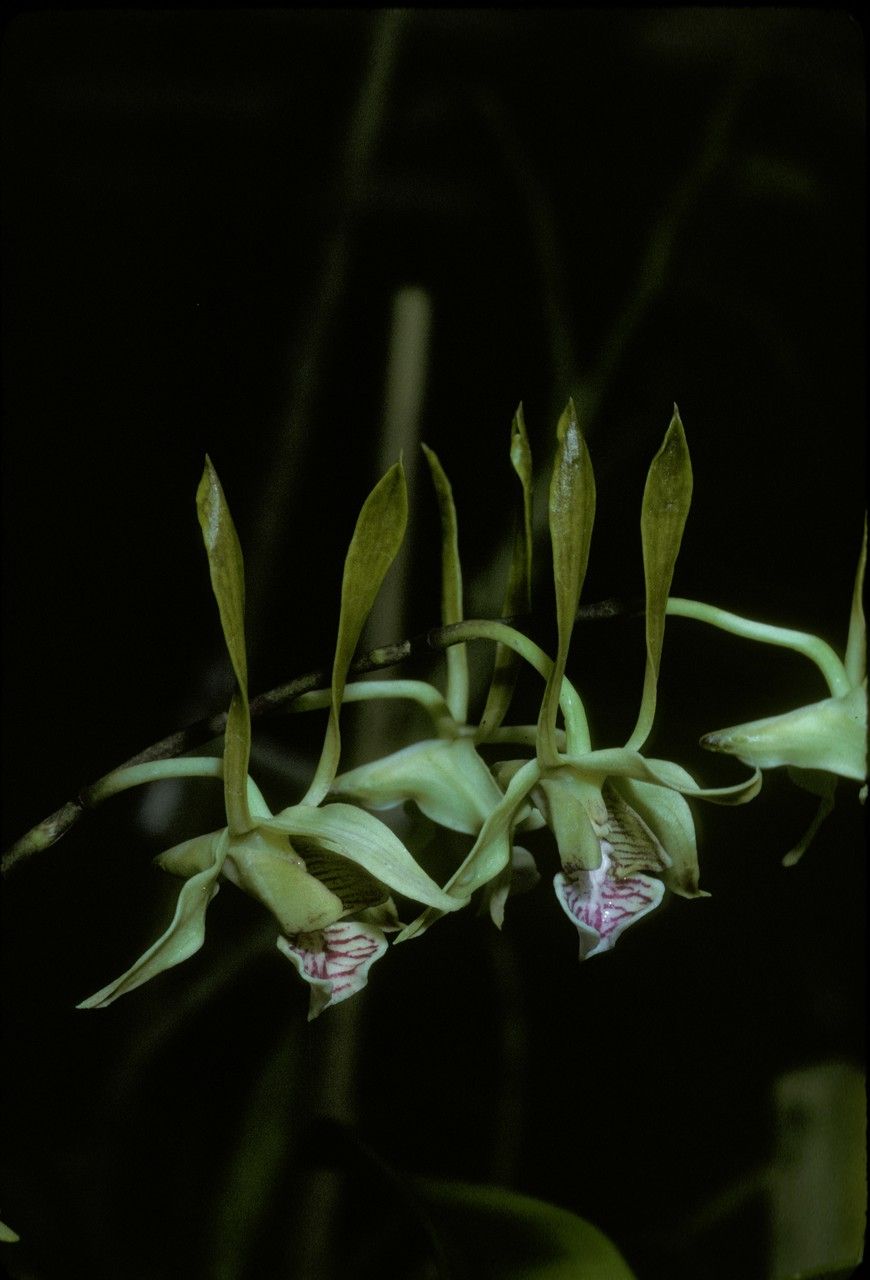 Dendrobium bicaudatum — houseplant care guide