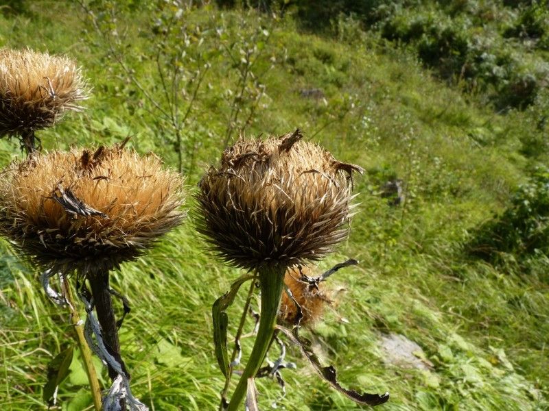 Rhaponticum centauroides fruit