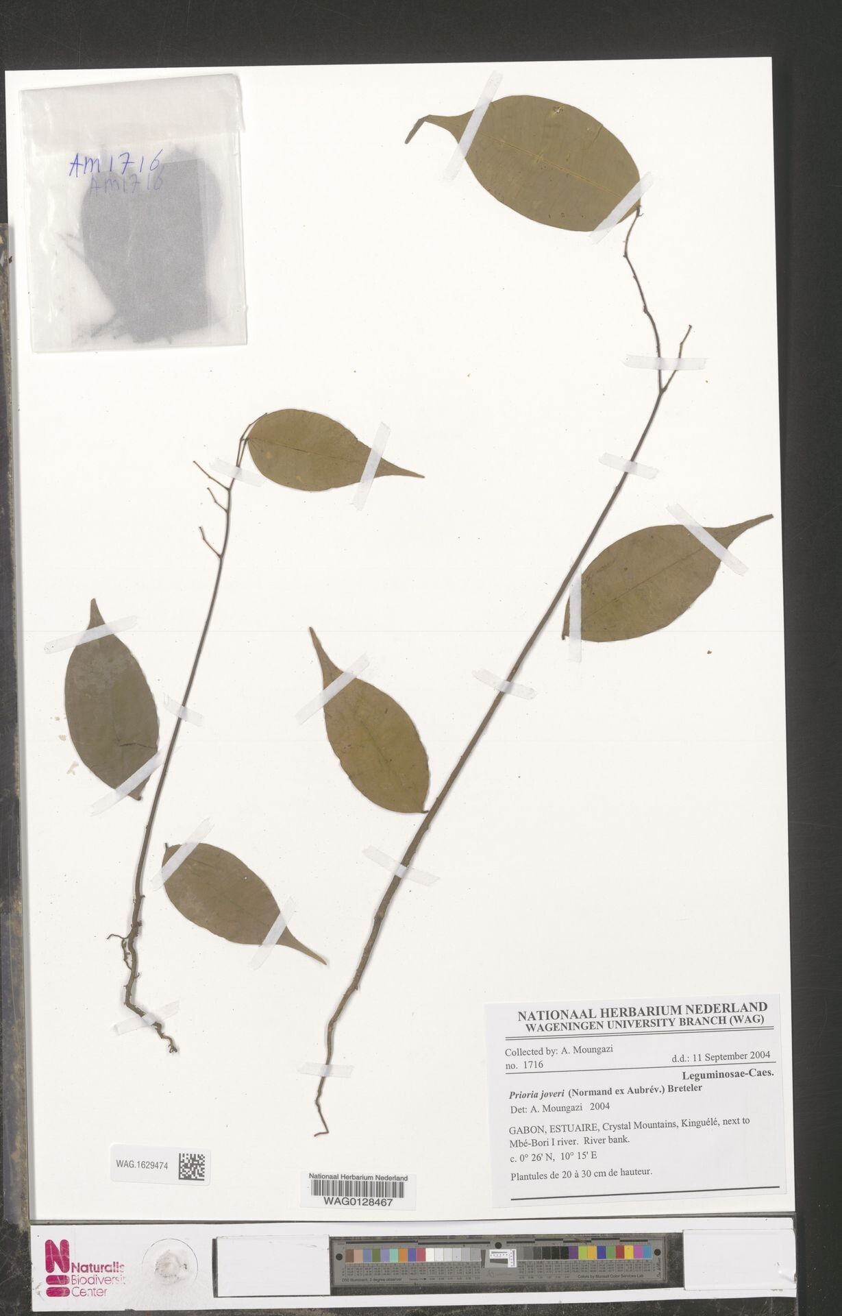 Prioria joveri other