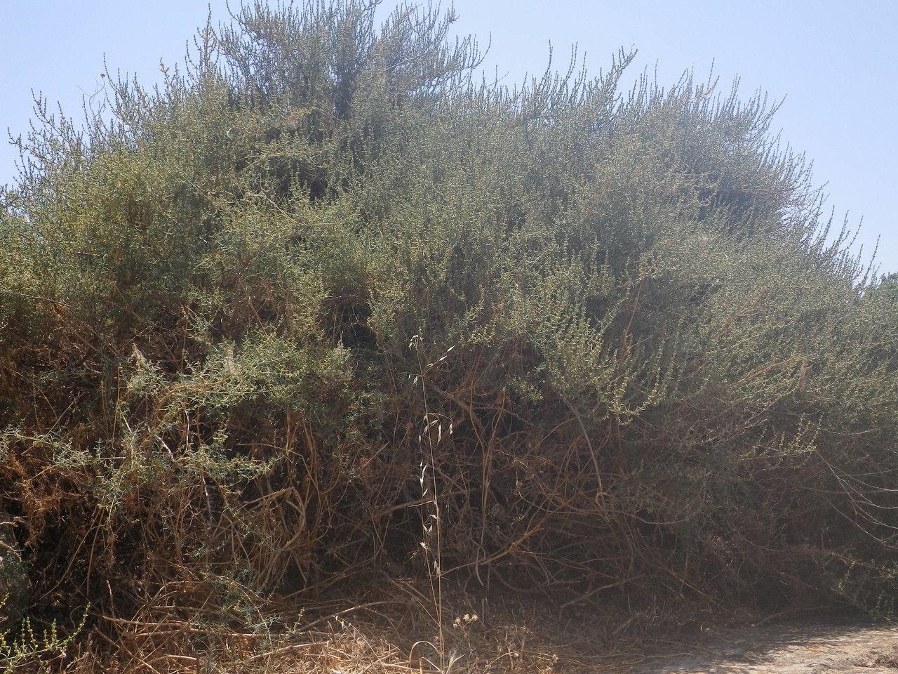 Salsola verticillata habit