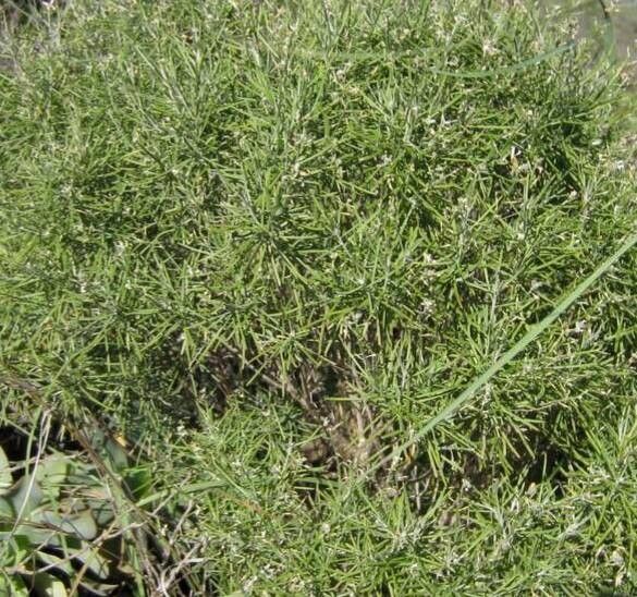 Parolinia glabriuscula — related species from the same genus