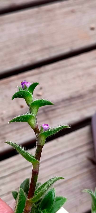 Cyanotis somaliensis flower