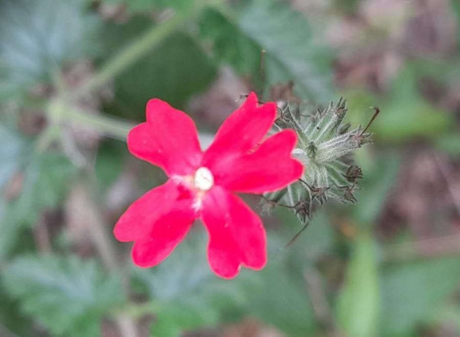 Verbena tweedieana flower