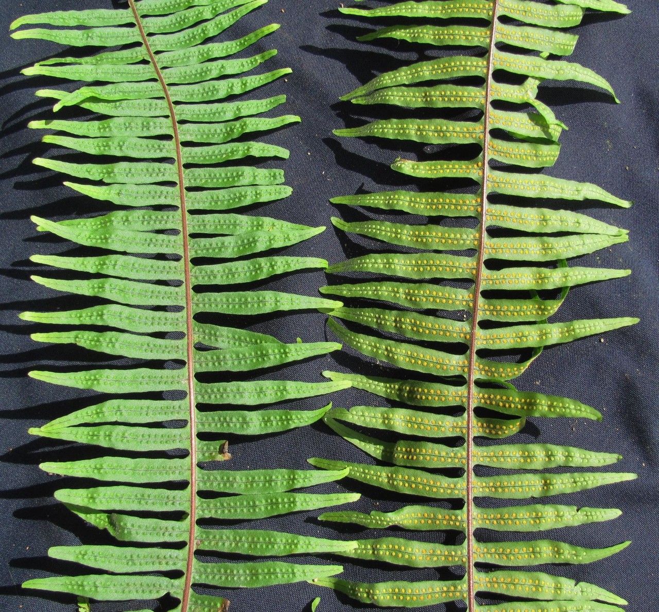 Serpocaulon wagneri — search result for 'Serpocaulon'