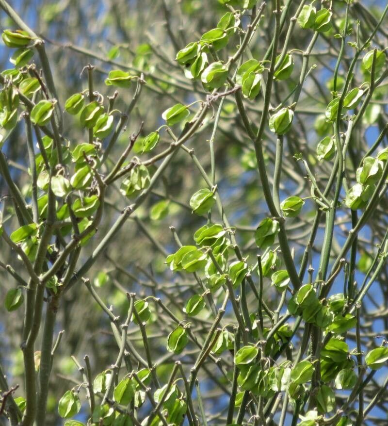 Bulnesia retama fruit