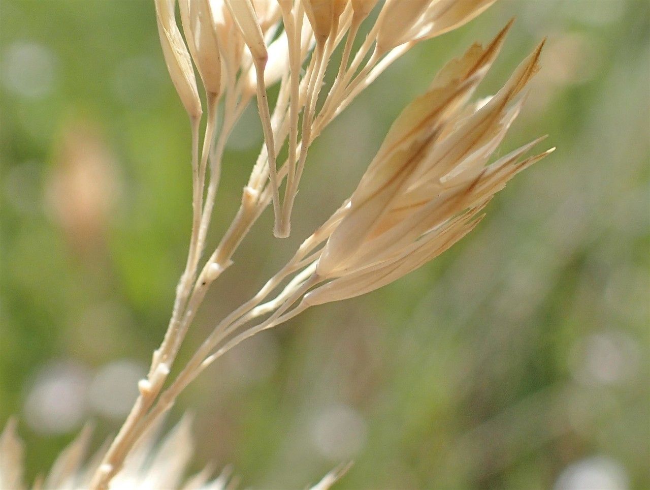 Phalaris coerulescens fruit