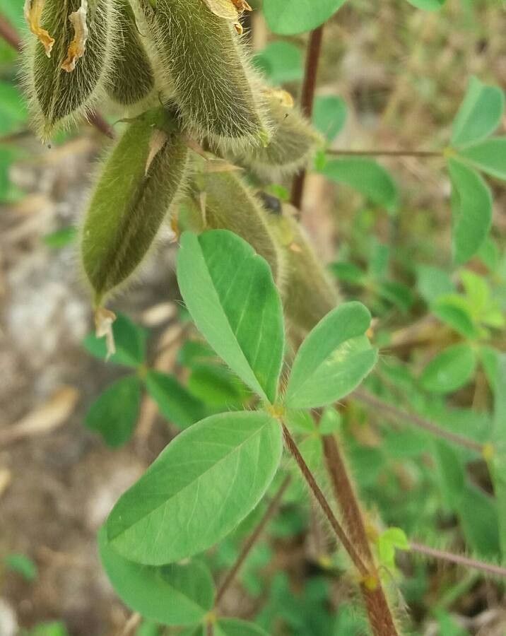 Crotalaria polysperma — houseplant care guide
