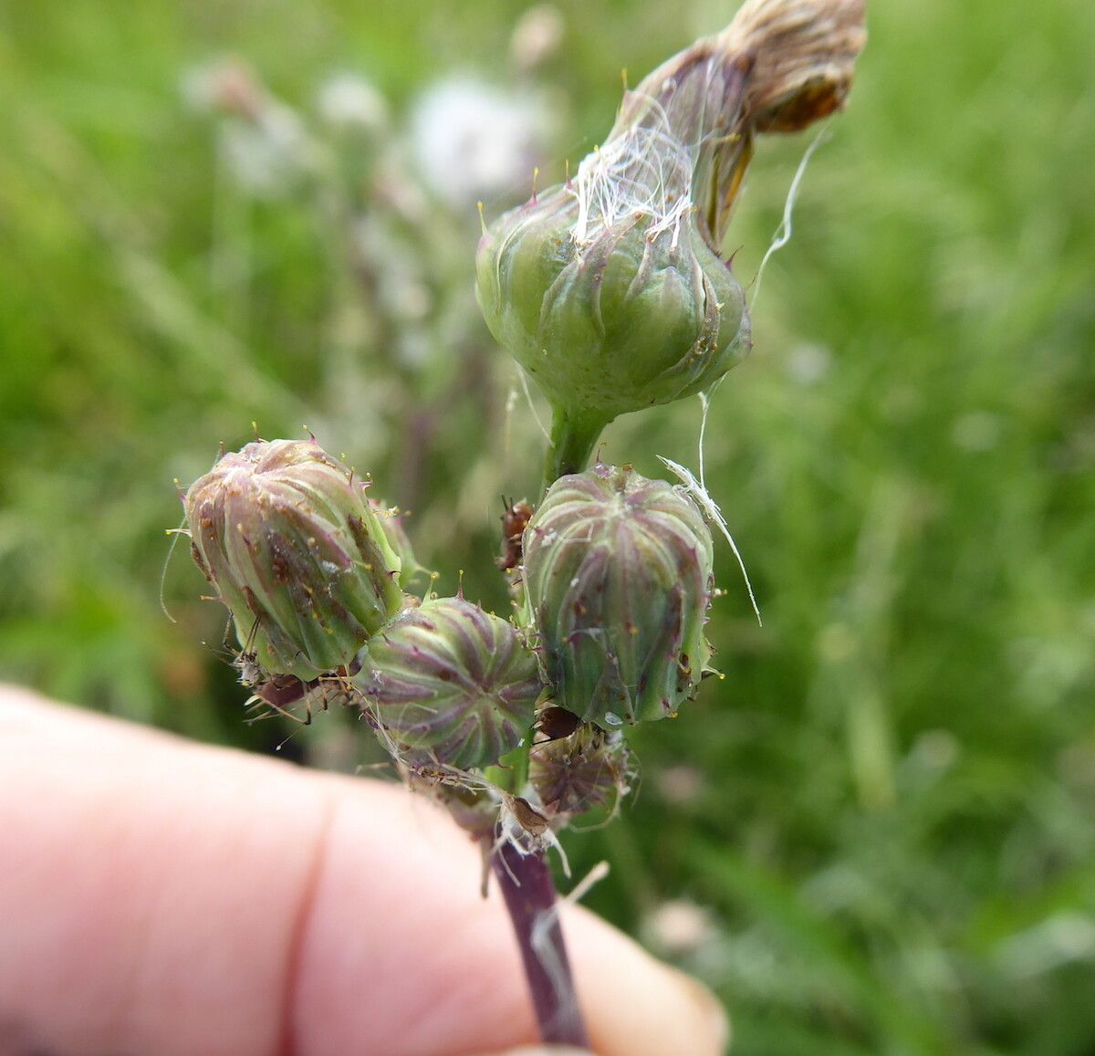 Sonchus gigas fruit