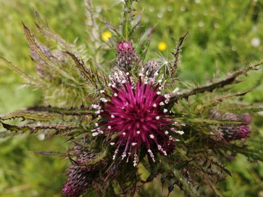 Cirsium edule flower