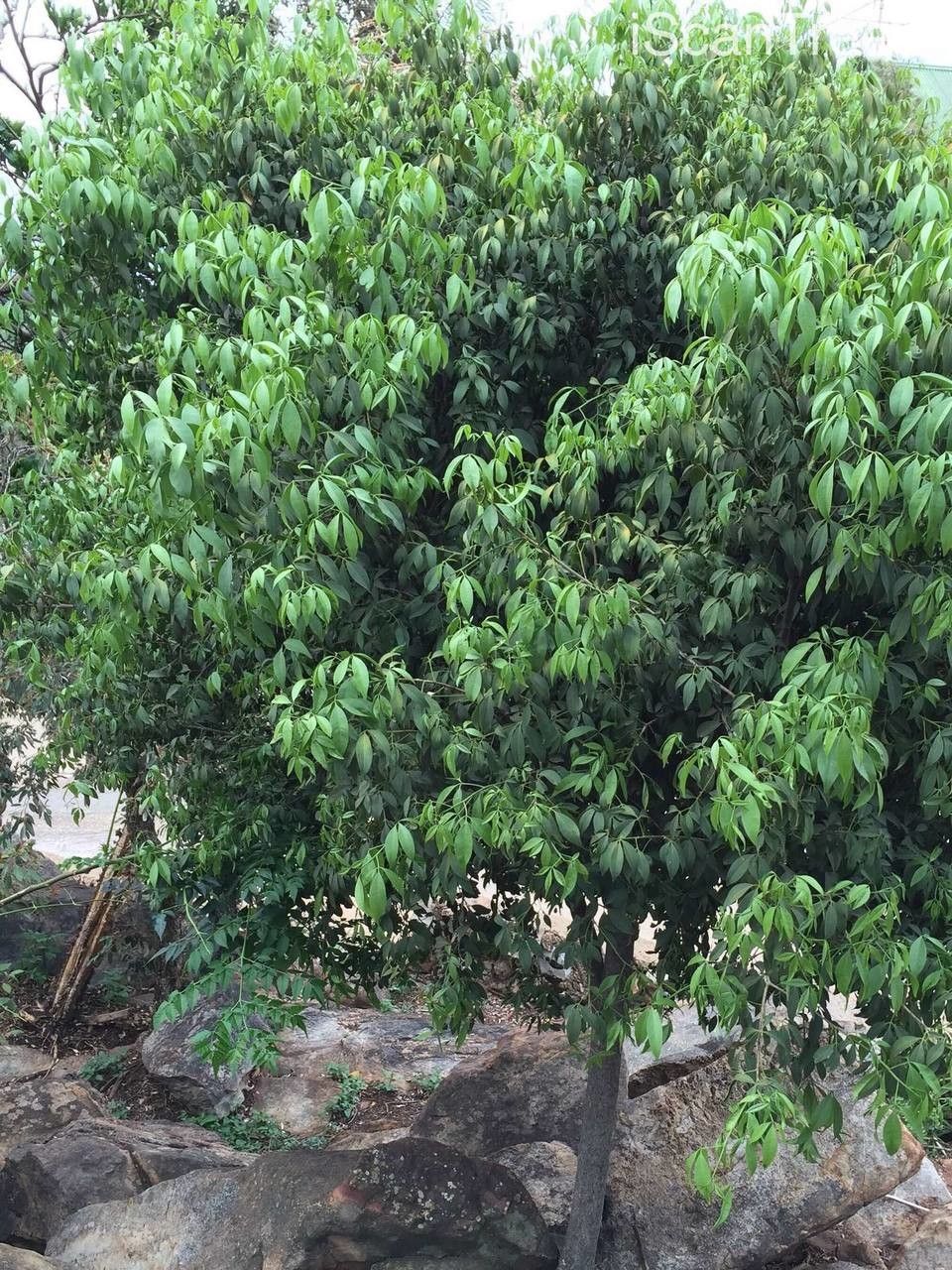 Vepris reflexa habit