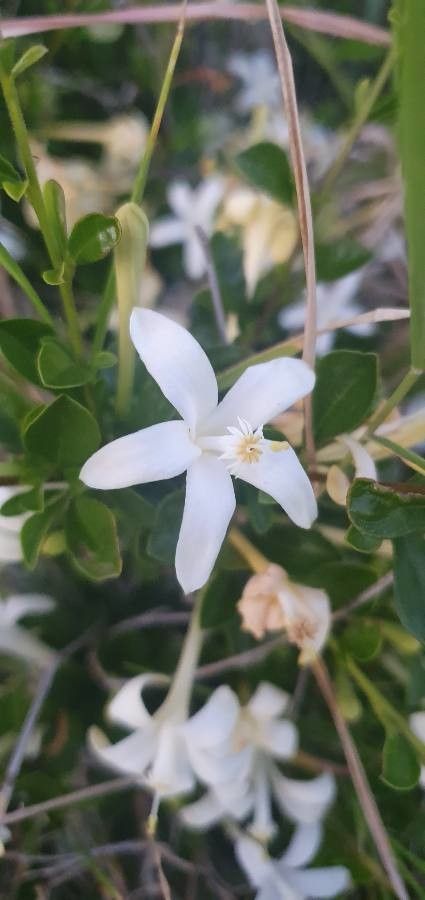 Turraea mombassana flower