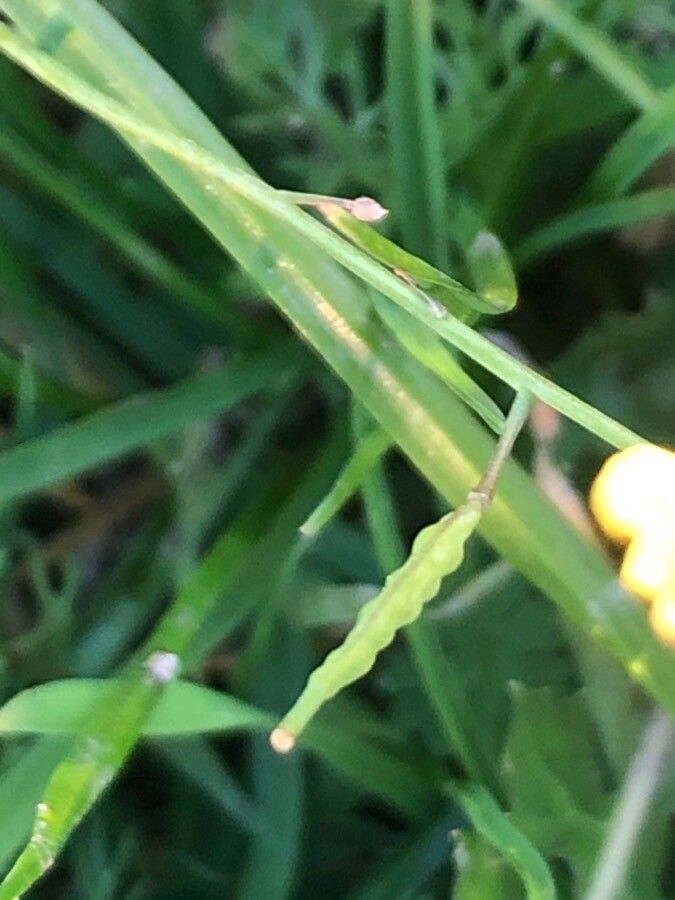 Brassica fruticulosa fruit