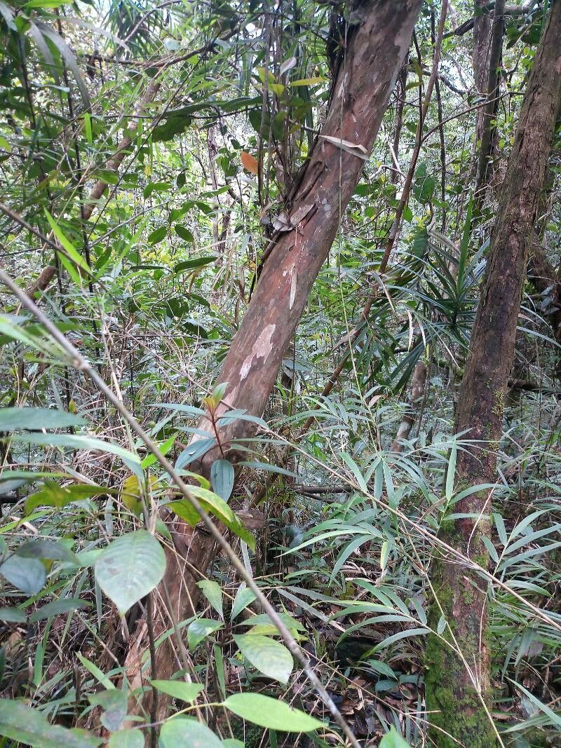 Tristaniopsis merguensis bark