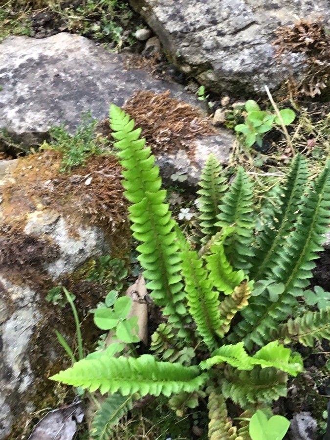 Polystichum lonchitis — search result for 'Polystichum'