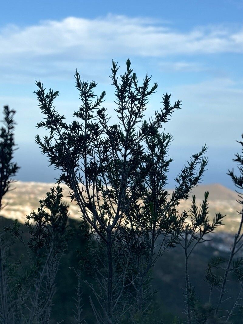 Erica canariensis — search result for 'Erica'