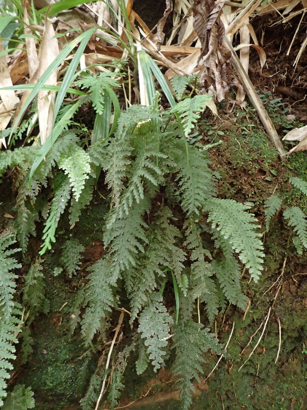 Trichomanes alatum habit