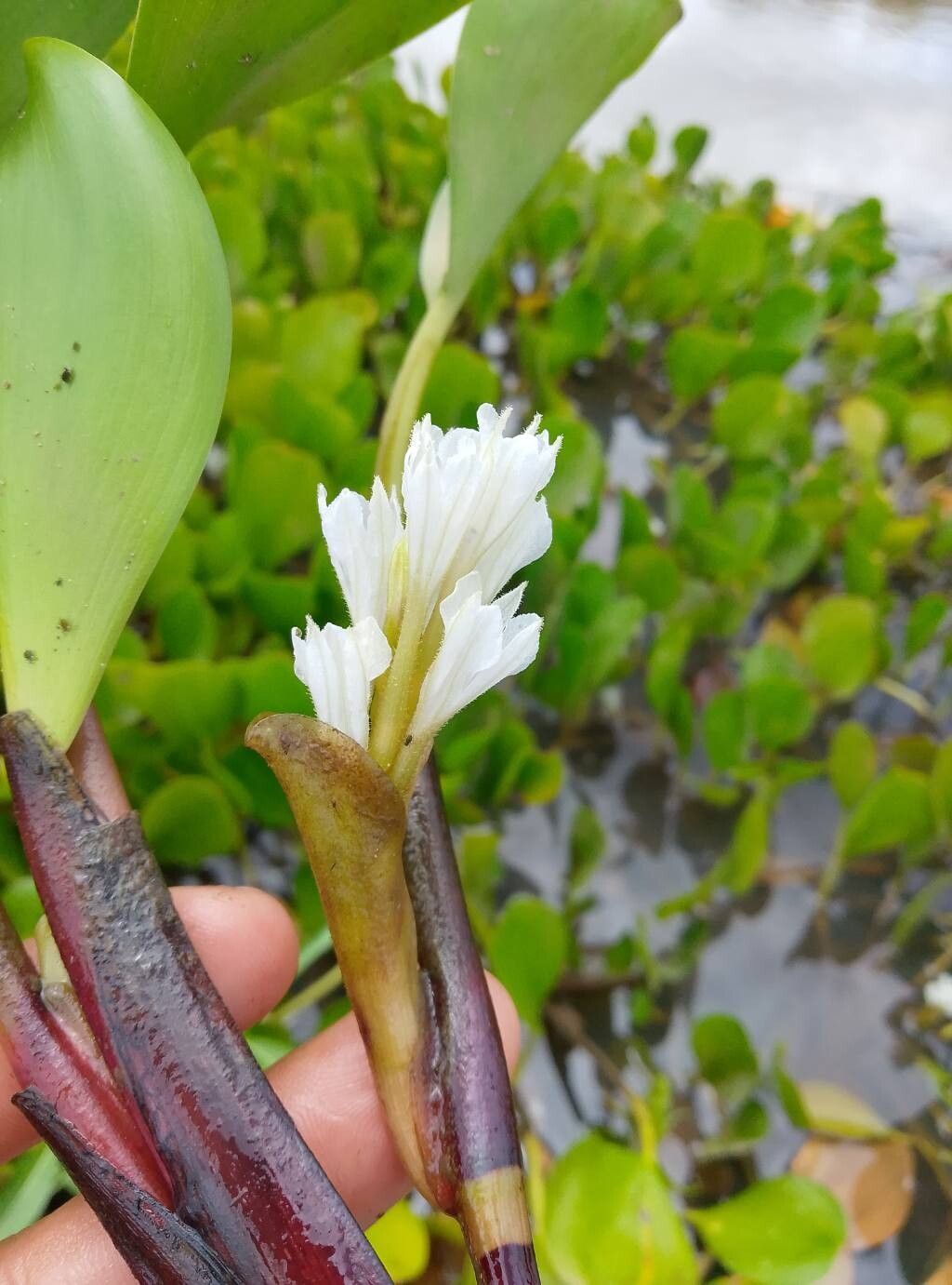 Pontederia heterosperma — search result for 'Pontederia'