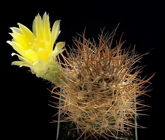 Lobivia lateritia habit