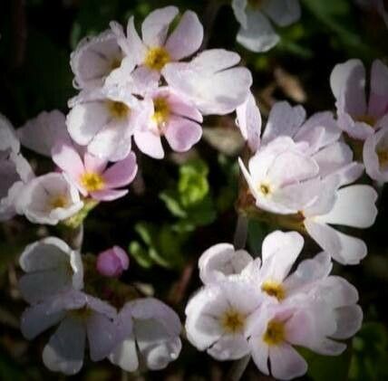 Androsace adfinis flower