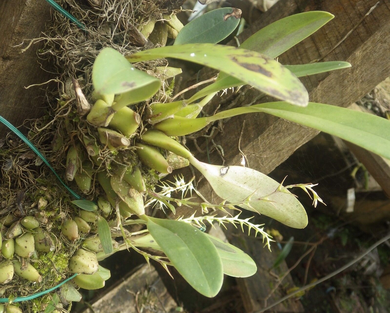 Bulbophyllum schimperianum habit