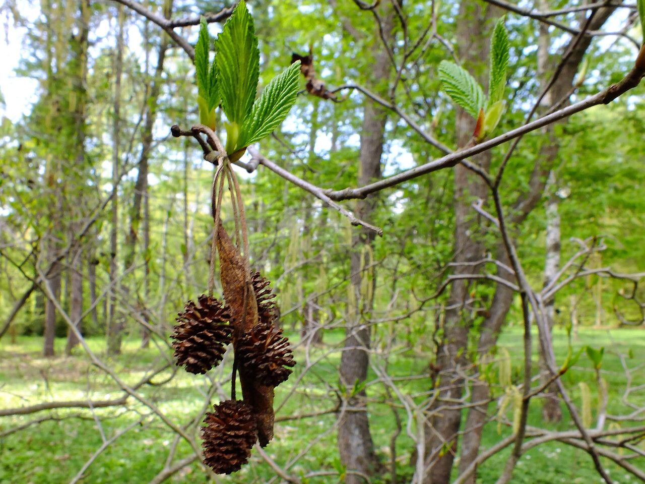 Alnus rubra fruit