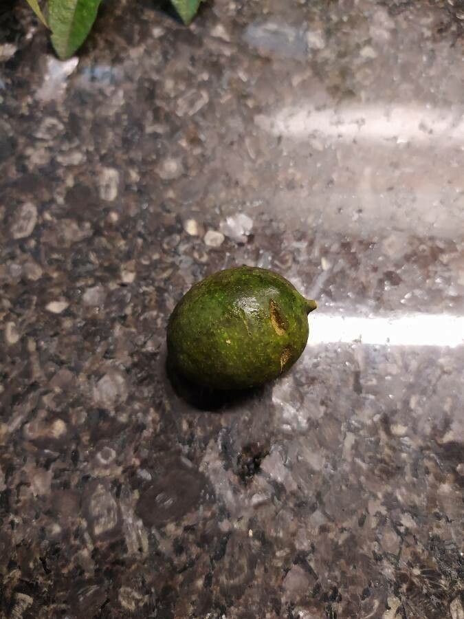 Spondias expeditionaria fruit