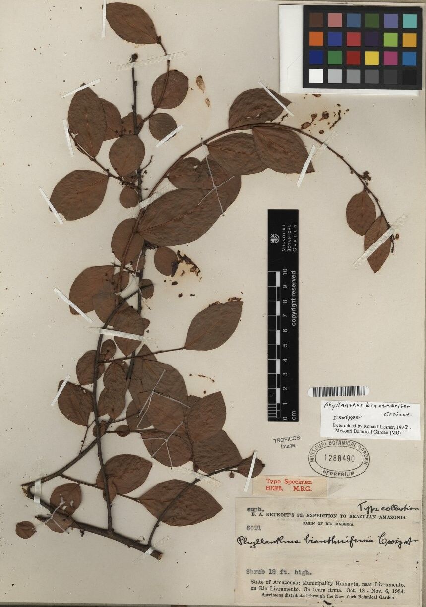 Phyllanthus biantherifer — houseplant care guide